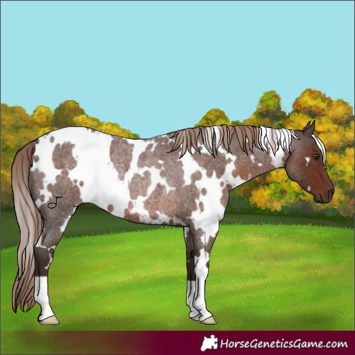 Horse Color:White Spotted Liver Red Roan Rabicano 