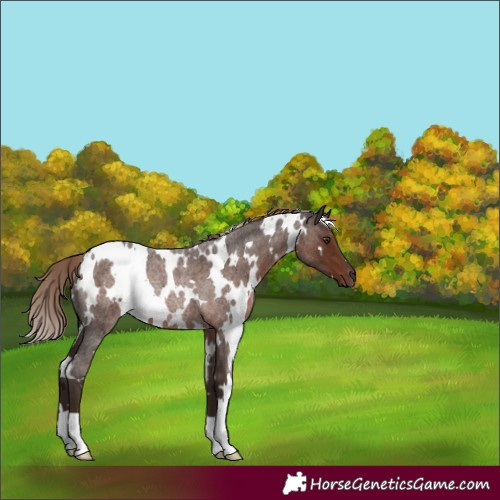 Horse Color:White Spotted Liver Red Roan Rabicano 