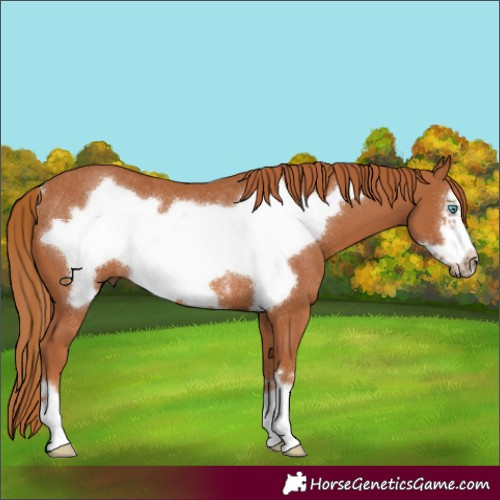 Horse Color:Chestnut Frame Rabicano
