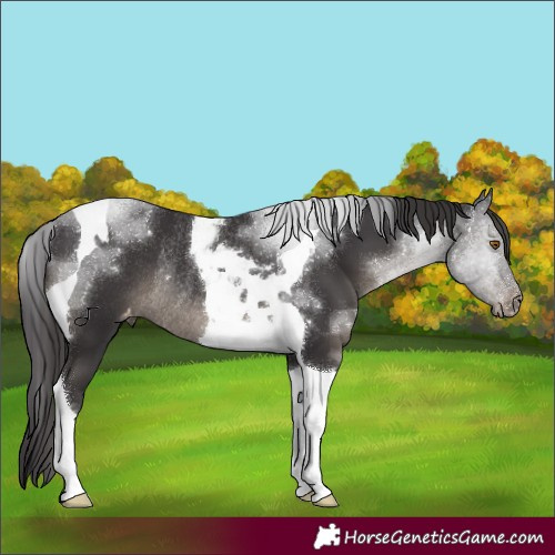 Horse Color:Smoky Black Tobiano Varnish Rabicano 