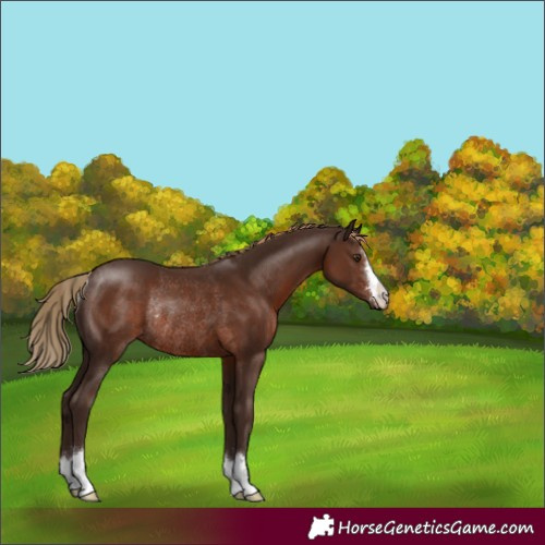 Horse Color:Liver Chestnut Rabicano
