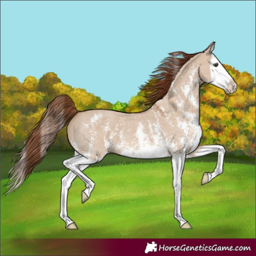 Horse Color:Red Dun Sabino Splash