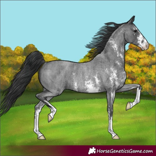 Horse Color:Unknown