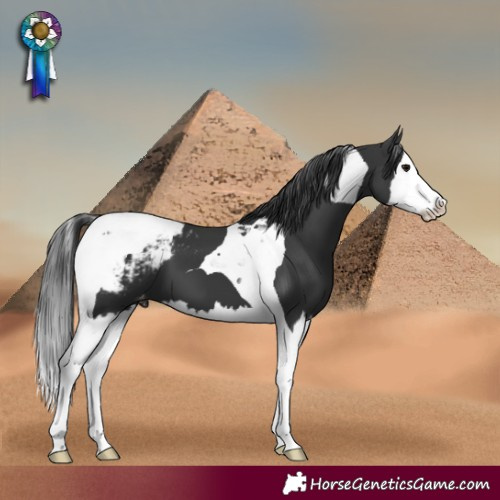 Horse Color:Black Splash Tobiano Snowcap