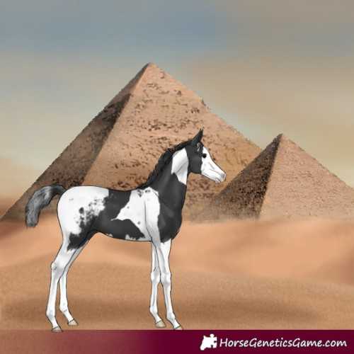 Horse Color:Black Splash Tobiano Appaloosa