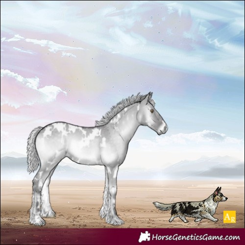 Horse Color:White Spotted Silver Smoky Grullo Chinchilla Onyx 