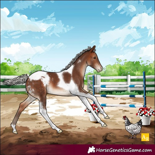 Horse Color:Silver Brown Tobiano Appaloosa 