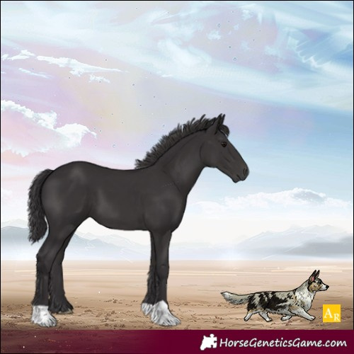 Horse Color:Smoky Black