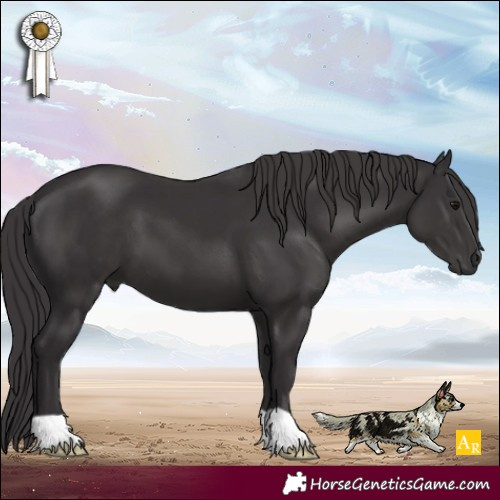Horse Color:Smoky Black