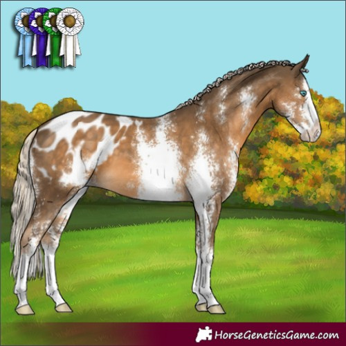 Horse Color:Chocolate Palomino Sabino Splash Blanket
