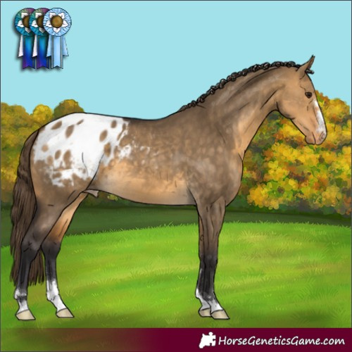 Horse Color:Buckskin Dun Varnish 