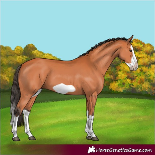 Horse Color:Bay Splash Frame