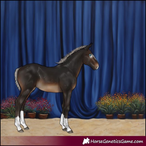 Horse Color:Gray Silver Brown Splash