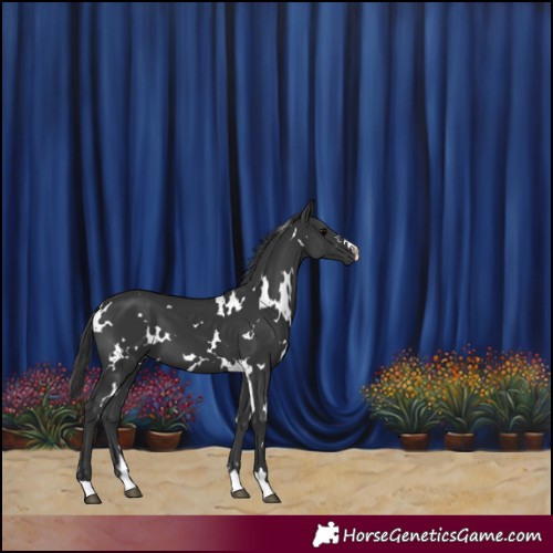 Horse Color:White Spotted Black