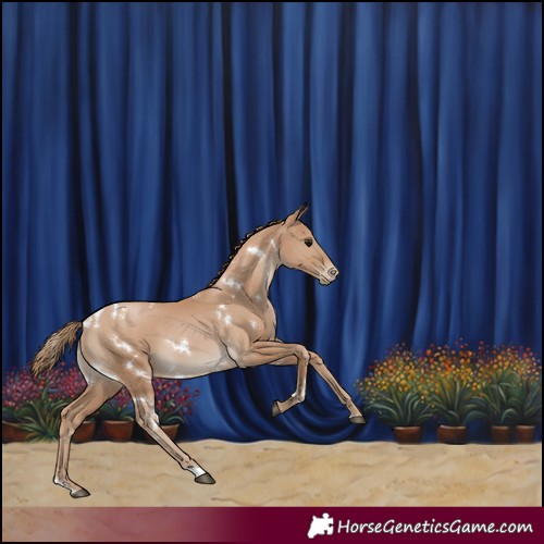 Horse Color:White Spotted Black Pearl 