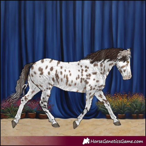 Horse Color:Brown Dun Splash Near Leopard 