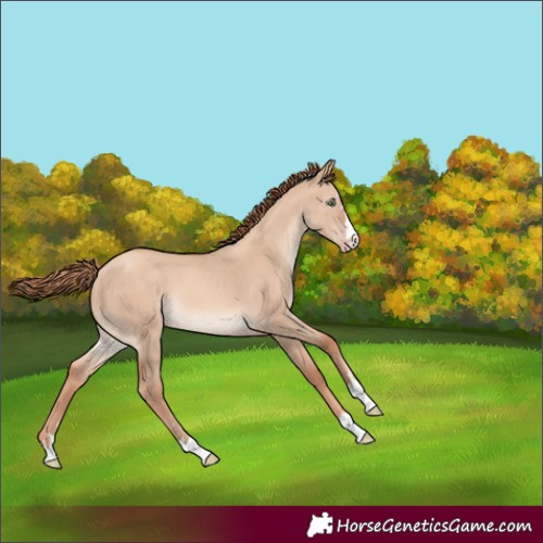 Horse Color:Gold Champagne Dun