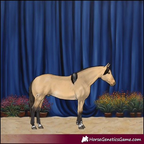 Horse Color:Buckskin Dun