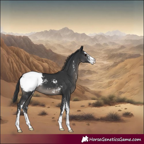 Horse Color:Black Sabino Appaloosa