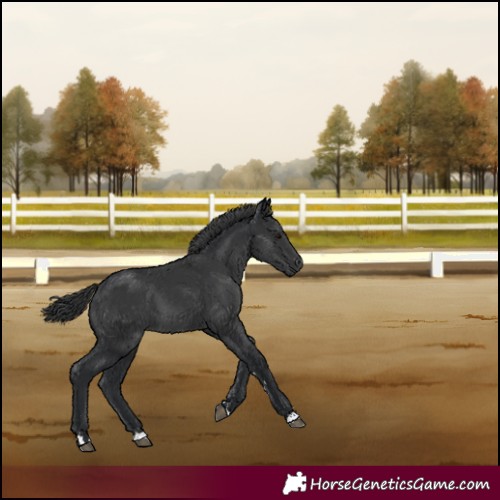 Horse Color:Black 