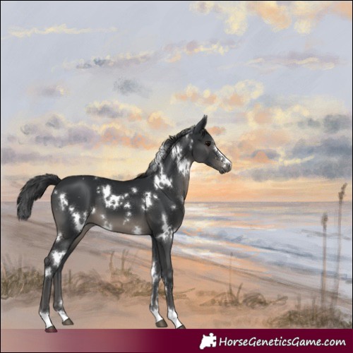 Horse Color:White Spotted Black 