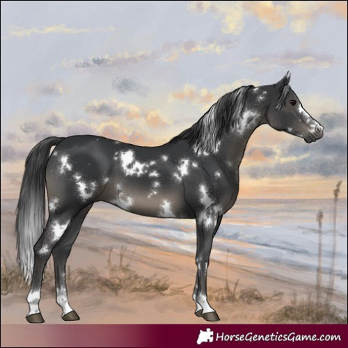 Horse Color:White Spotted Black