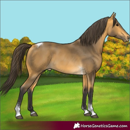 Horse Color:Buckskin Tobiano
