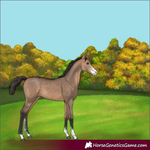 Horse Color:Bay Dun Sabino