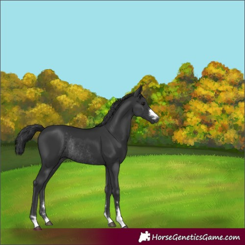 Horse Color:Black Rabicano 