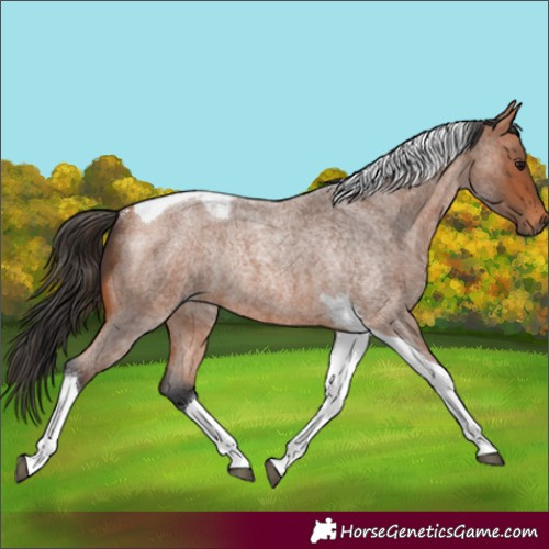 Horse Color:Bay Roan Tobiano Rabicano 
