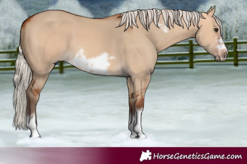Horse Color:Silver Bay Dun Sabino Tobiano Frame Rabicano 