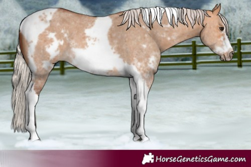 Horse Color:Silver Bay Dun Sabino Tobiano Frame Rabicano 