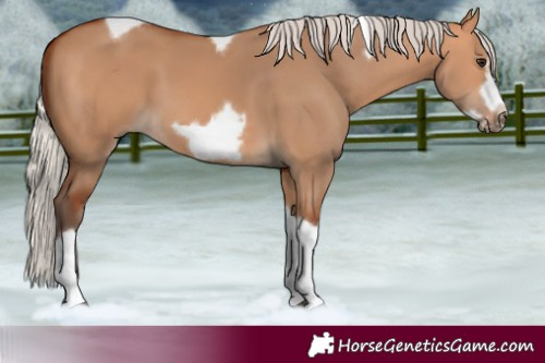 Horse Color:Silver Bay Dun Sabino Tobiano Frame Rabicano