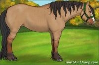 Horse Color:Bay Dun Brindle 