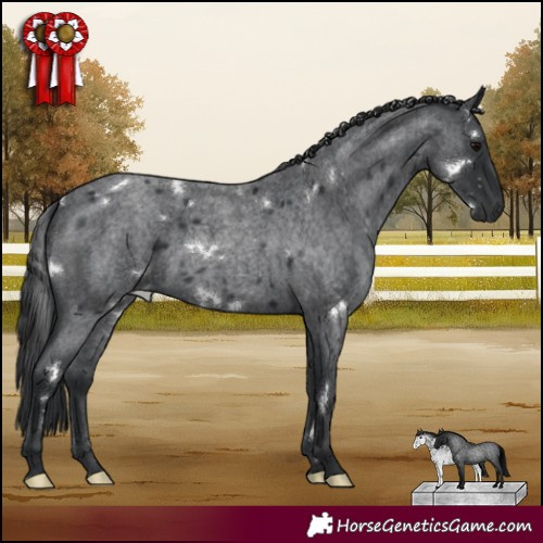Horse Color:White Spotted Blue Roan 