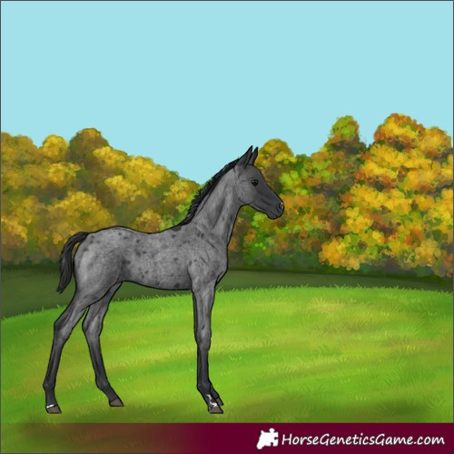 Horse Color:Blue Roan 