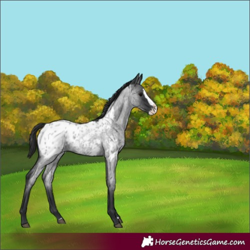 Horse Color:Blue Roan Splash Appaloosa 