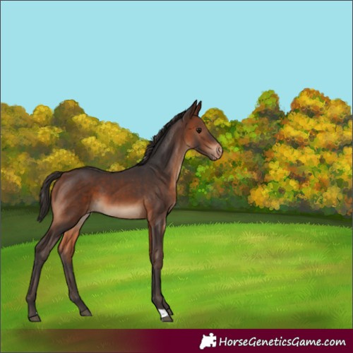 Horse Color:Brown Appaloosa 