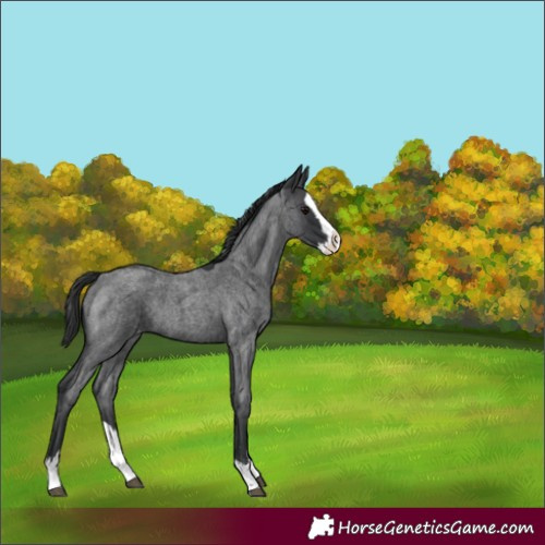 Horse Color:Blue Roan Splash Appaloosa 