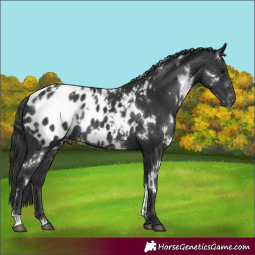 Horse Color:White Spotted Black Blanket Rabicano 