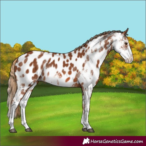 Horse Color:Chestnut Sabino Near Leopard Rabicano