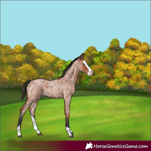 Horse Color:Bay Roan Splash 
