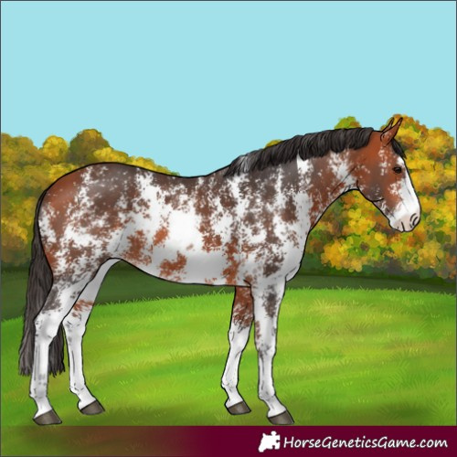 Horse Color:Bay Sabino Rabicano