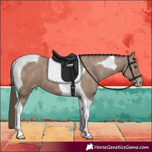 Horse Color:Classic Champagne Tobiano