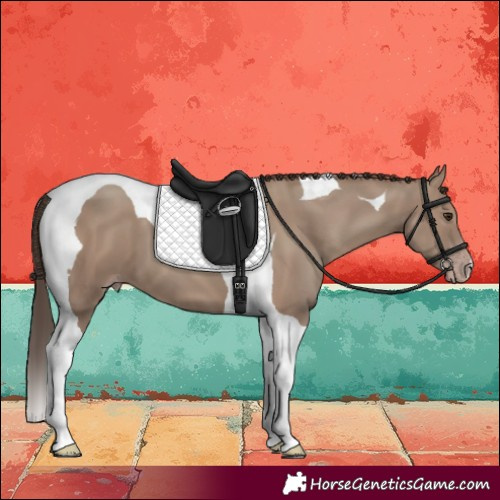 Horse Color:Classic Champagne Tobiano 