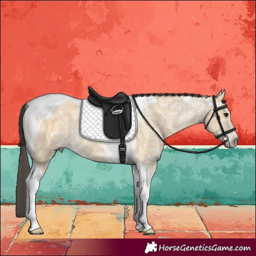 Horse Color:Buckskin Ice Tobiano 