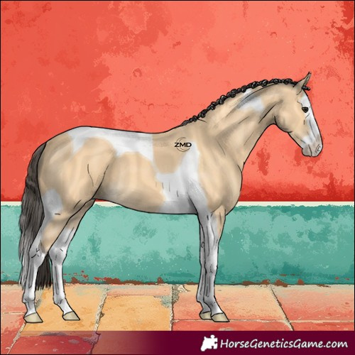 Horse Color:Buckskin Splash Tobiano