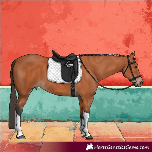 Horse Color:Bay Tobiano 