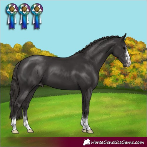 Horse Color:Smoky Black Varnish 