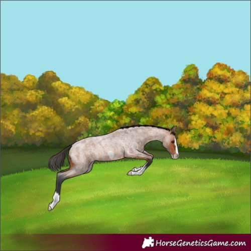 Horse Color:Bay Roan Splash Frame 